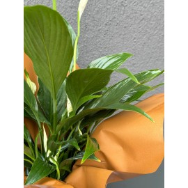 SAKSIDA BEYAZ SPATİFİLYUM